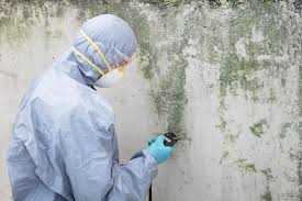 Trusted La Joya, TX Mold Removal Services Experts